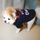 Толстовка для котів Pet Style "Я люблю татка" Синя XS - зображення 4