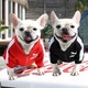 Спортивная кофта для котов и кошек Pet Style "Sport" Красная L - изображение 7