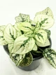 Гипоэстес Конфетти Компакт, Белый / White, Sakata, 5-15 см (закрытый корень) - изображение 1