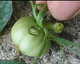 Феромонная ловушка на томатную совку-Spodoptera exigua (ловушка + феромон) - изображение 5