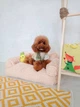 Меховой диван лежак для собак лежанка для собак и кошек спальное место для животных съемный чехол 66х37х33 см Incor Бежевый (MDL1) - изображение 1