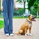 Поводок-рулетка для собак WAUDOG R-leash с контейнером для пакетов, светоотражающая лента, L, до 40 кг, 5 м, зеленый - изображение 8