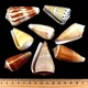 Ракушка на вес конус географический Conus geographus за 200 грамм - изображение 1