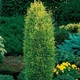 Можжевельник Gold Cone 5л - изображение 1