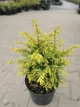 Можжевельник Gold Cone 5л - изображение 3