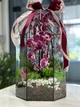 Флораріум з орхідеєю "Фаленопсис" Plants room - зображення 2