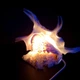 Светильник из ракушки Ламбис Чирагра на подставке из ракушки Хиппопус - изображение 5