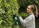 Акумуляторний кущоріз Bosch Easy HedgeCut 18-52-13 без акб і з/п (0600849M00) - зображення 4