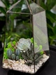 Флораріум з сукулентами "Plants room" h 30 см - изображение 1