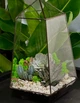 Флораріум з сукулентами "Plants room" h 30 см - изображение 4