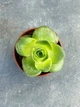 Суккулент Гриновия Диплоциклум (Greenovia Diplocycla) (9291) - изображение 1