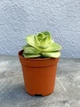 Суккулент Гриновия Диплоциклум (Greenovia Diplocycla) (9291) - изображение 2