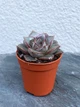 Суккулент Эхеверия китайская (Echeveria Chinesis | Dionysos/ Purpusorum) - изображение 2