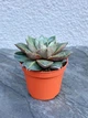 Суккулент Эхеверия китайская (Echeveria Chinesis | Dionysos/ Purpusorum) - изображение 3