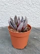 Сукулент Эхеверия Аффинис Черный рыцарь (Echeveria Affinis Black Knight) D5 см (8347) - изображение 1