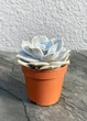 Суккулент Эхеверия Лола (Echeveria Lola) D5 см (7965) - изображение 1