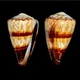 Морские раковины Конус Conus miles, размер: длина 8-9 см - изображение 1
