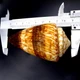Морские раковины Конус Conus miles, размер: длина 8-9 см - изображение 2