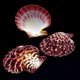 Морські раковини гребінець фаліум GLORIPHALIUM PALLIUM, розмір: 5-6 см - зображення 1
