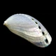 Морские раковины Галиотис азиатский перламутровый Haliotis Asian pearl, размер: длина 5-6.5 см - изображение 2