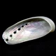 Морские раковины Галиотис азиатский перламутровый Haliotis Asian pearl, размер: длина 5-6.5 см - изображение 3