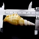 Морські мушлі стромбус віттатус Vittatus strombus, розмір: 6-7.5 см - зображення 4