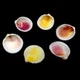 Морські раковини гребінець коклес білий WHITE COCKLES, розмір: довжина 4-5 см - зображення 3