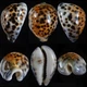 Морські раковини ципрею тигрис CYPRAEA TIGRIS велика. Розмір: довжина 7-8 см за 1 шт. - зображення 1
