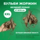 Цибулини Жоржина Edinburgh Декоративна Florium (208209) - зображення 4
