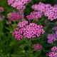 Тысячелистник Cerise Queen P9 - изображение 2