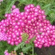 Тысячелистник Cerise Queen P9 - изображение 3