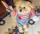 Костюм для маленьких собак до 4.5кг Розмір S Good Dogs Red Blue - зображення 14