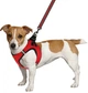 Шлея для собак Barksi Mesh Vest 2XS обхват шеи - 26 см, обхват груди - 29 см Красная (83203) (2007033026203) - изображение 4