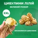 Лілія Strawberry Event Азіатський гібрид Двоколірний Цибулини Florium (203173) - зображення 3