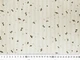 Ткань Коттон мережка ромашка, кремовый, пог. м. (к2/7, 2311049B, д2 цв1) - изображение 4