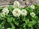 Газонная трава GL Seeds Клевер белый (конюшина), 30 г (294-PROF) - изображение 2