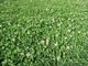 Газонная трава GL Seeds Клевер белый (конюшина), 30 г (294-PROF) - изображение 3