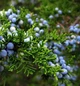 Эфирное масло МОЖЖЕВЕЛЬНИКА 100г - изображение 2