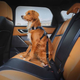 Ремінь безпеки для собак EzyDog Click Isofix L (9346036100484) - зображення 5