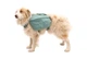 Шлейка-рюкзак для собаки Ruffwear Front Range™ S Зеленый (50601-355S) - изображение 6
