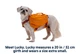 Шлейка-рюкзак для собаки Ruffwear Approach™ XS Оранжевый (50103-815S1) - изображение 3