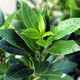 Саджанці Лавра (Laurus nobilis) Р9 - зображення 1