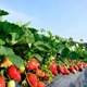 Саженцы клубники (рассада) Шарлотта (Charlotte Strawberry)&nbsp; ремонтантная - изображение 11