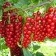Саженцы смородины красной Каскад - ранняя, крупноплодная, неприхотливая - изображение 6