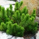 Саженцы Сосны горной карликовой Ротундата (Pinus Mugo - Rotundata) Р9 - изображение 3