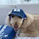 Кепка для собак "BUDDY" Blue Size S - изображение 6