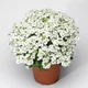 Гусимець кавказький 'Little Treasure White'. Контейнер 0,5л - зображення 1