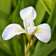 Ирис сибирский 'White Swirl'. Контейнер 3 л - изображение 1