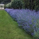 Каріоптеріс кландонський 'Kew Blue'. Контейнер 3 л - зображення 1