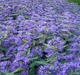 Каріоптеріс кландонський 'Kew Blue'. Контейнер 3 л - зображення 4